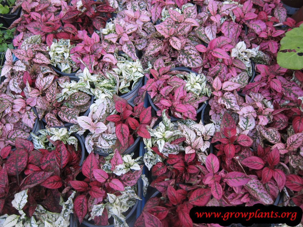 Polka dot plant How to grow & care