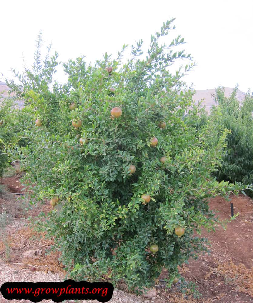 Pomegranate tree