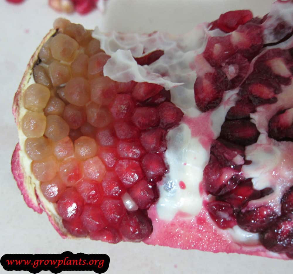 Pomegranate fruits white and red