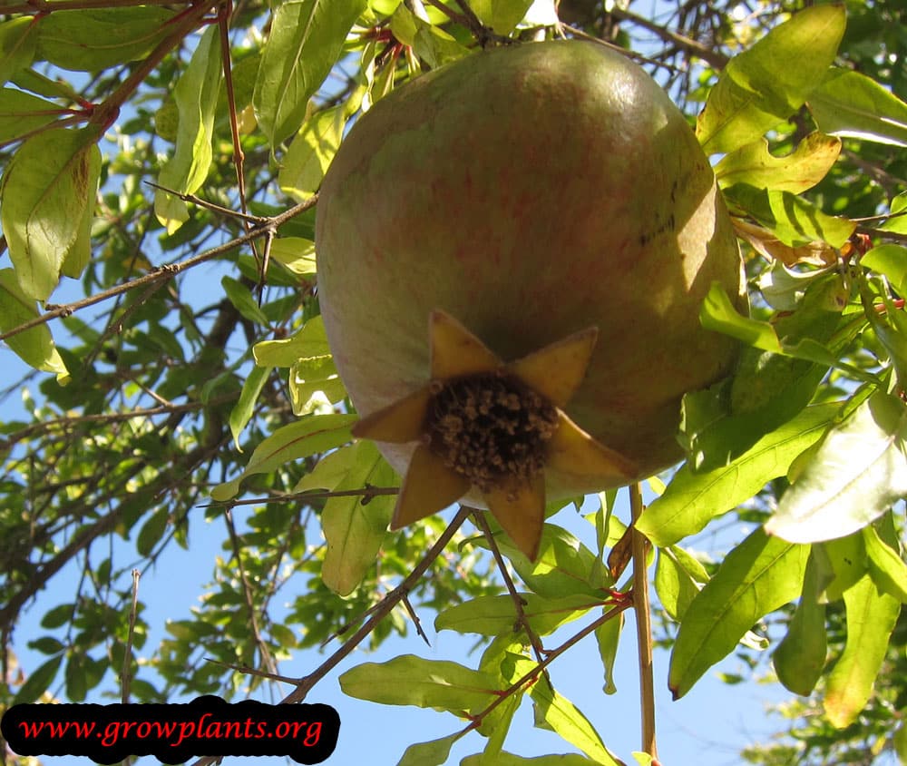 Pomegranate tree fruits