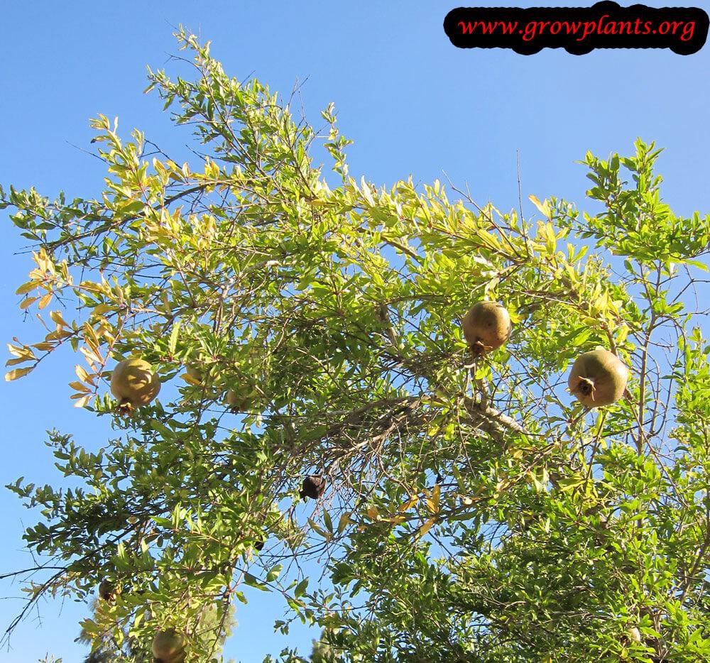 Growing Pomegranate tree
