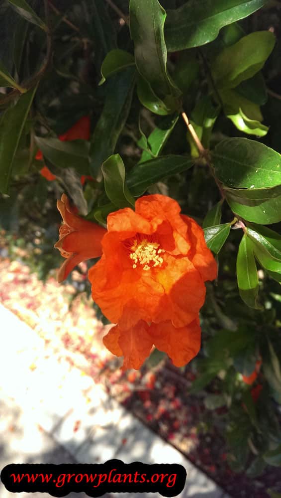 Pomegranate flower