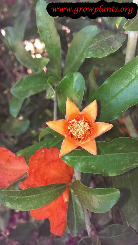 Pomegranate flower plant