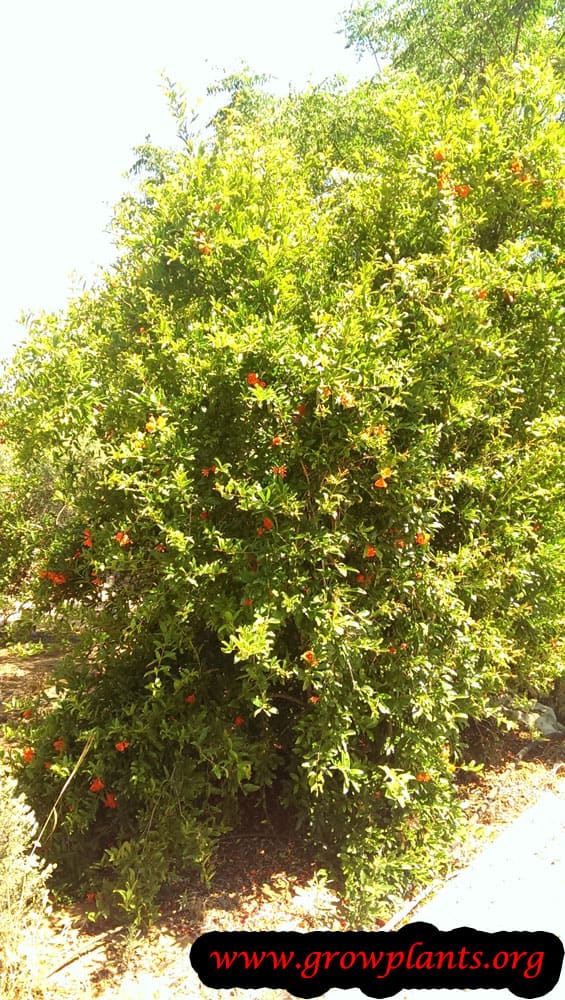 Pomegranate grow and care