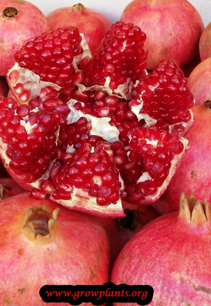 Pomegranate fruits