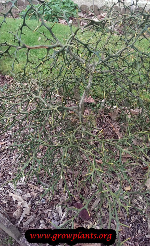 Poncirus trifoliata plant