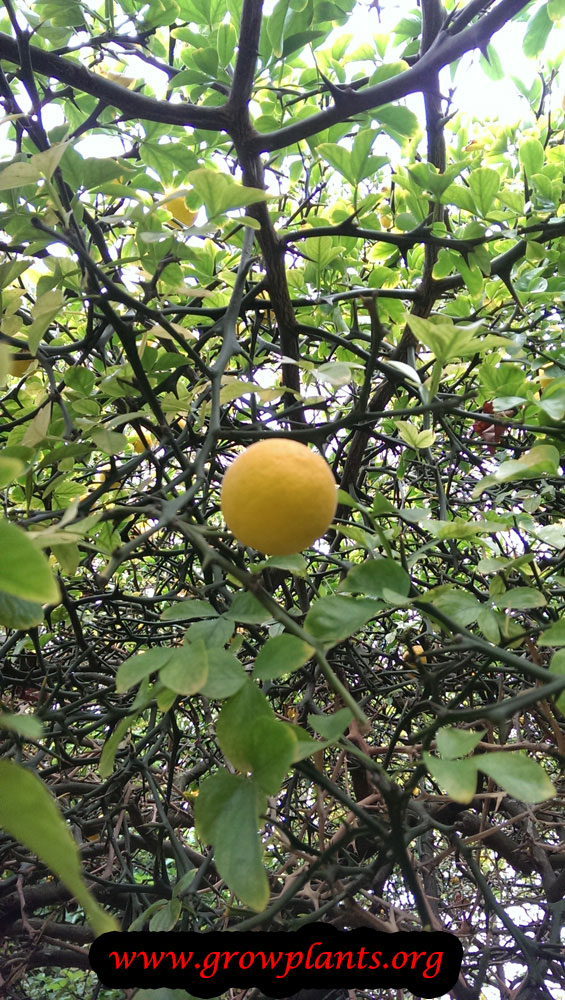Poncirus trifoliata fruits
