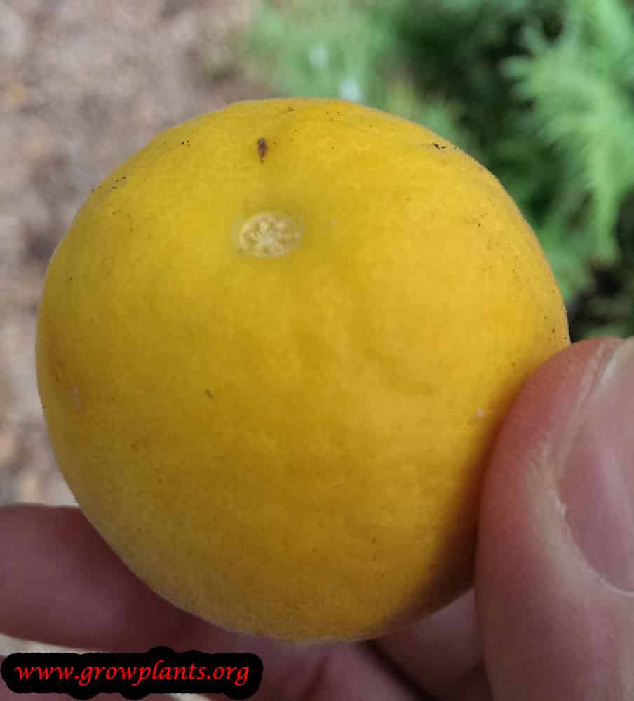 Poncirus trifoliata fruits harvesting