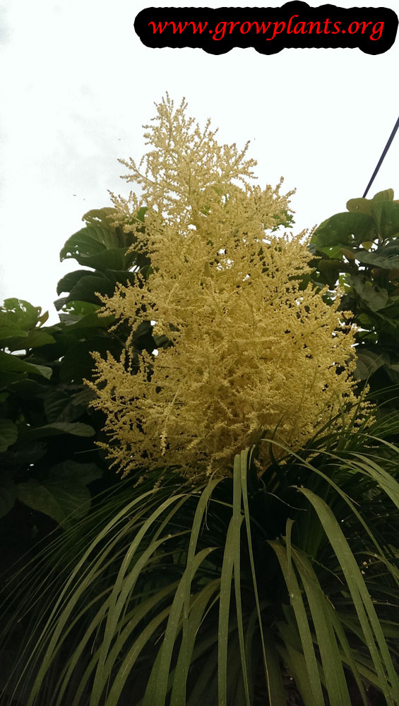 Ponytail palm tree