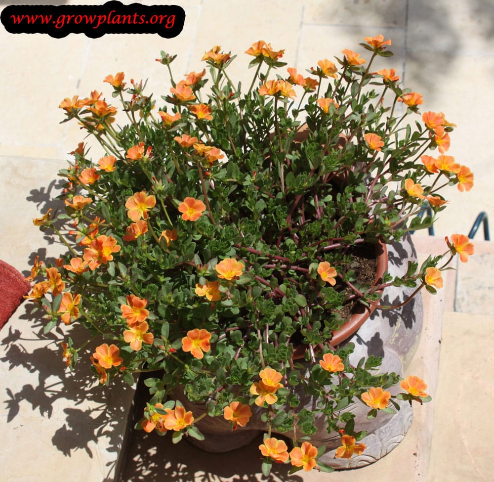 Portulaca oleracea How to grow & care