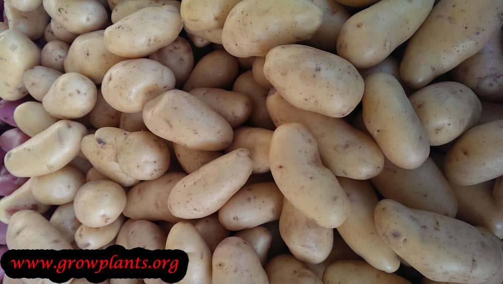 Potato plant