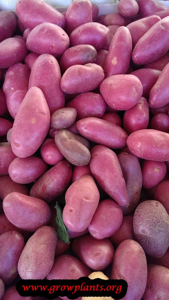 Growing Potato plant