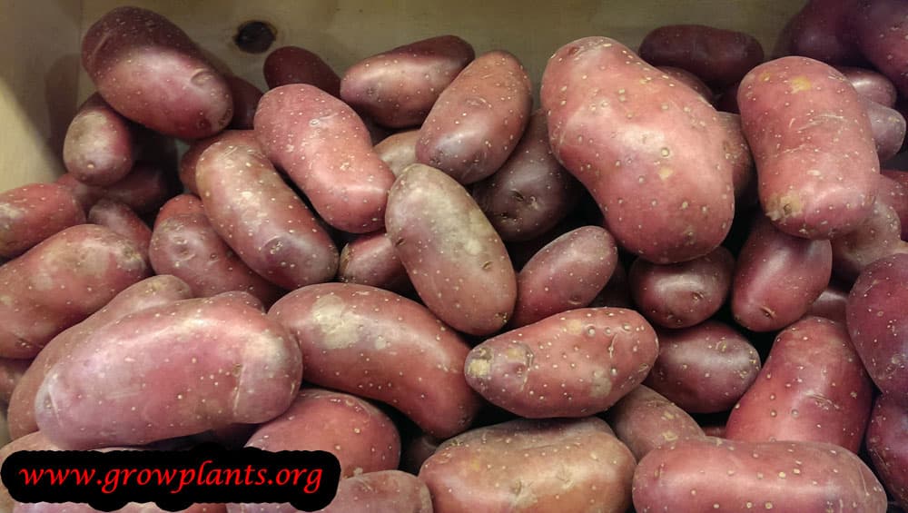 Potato plant care
