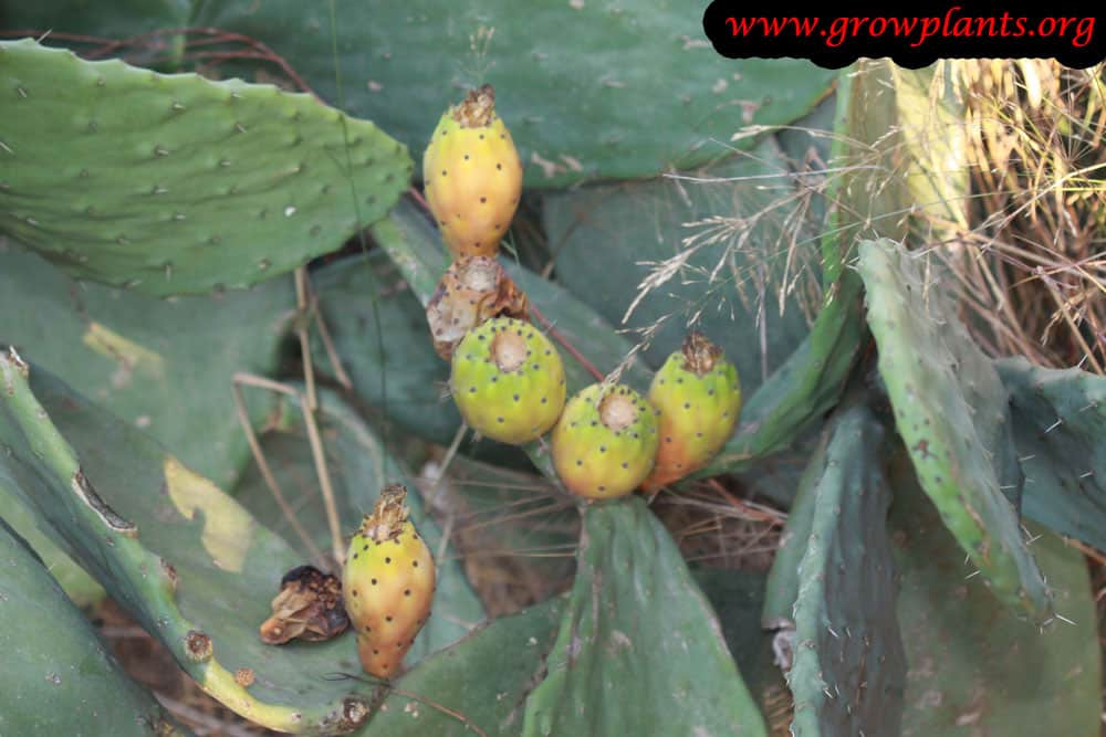 Prickly pear plant care