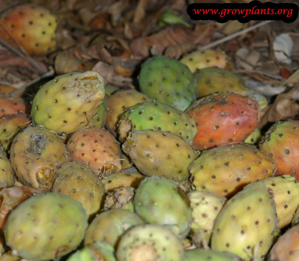 Growing Prickly pear