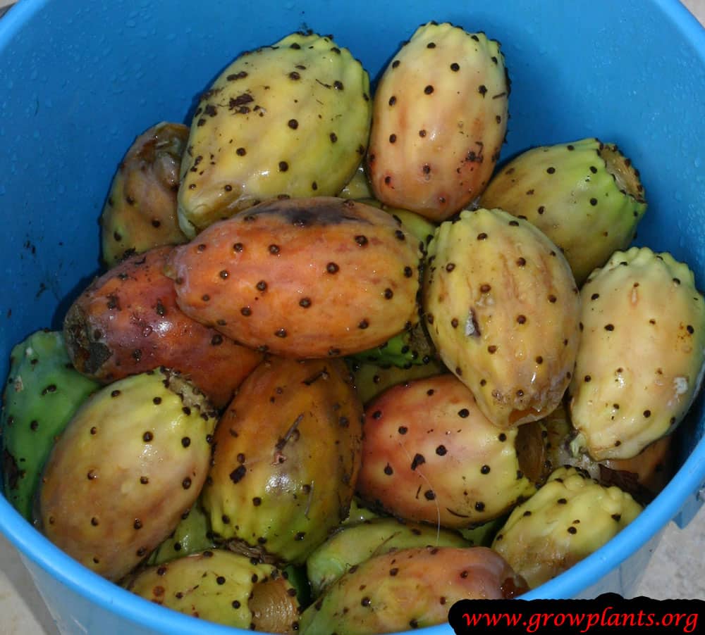 Prickly pear harvest