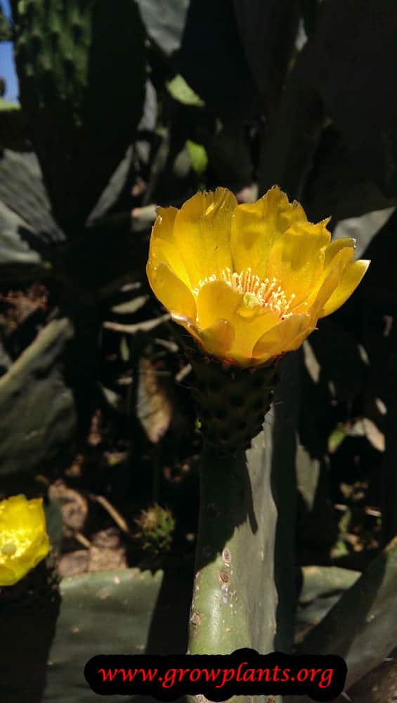 Prickly pear grow & care