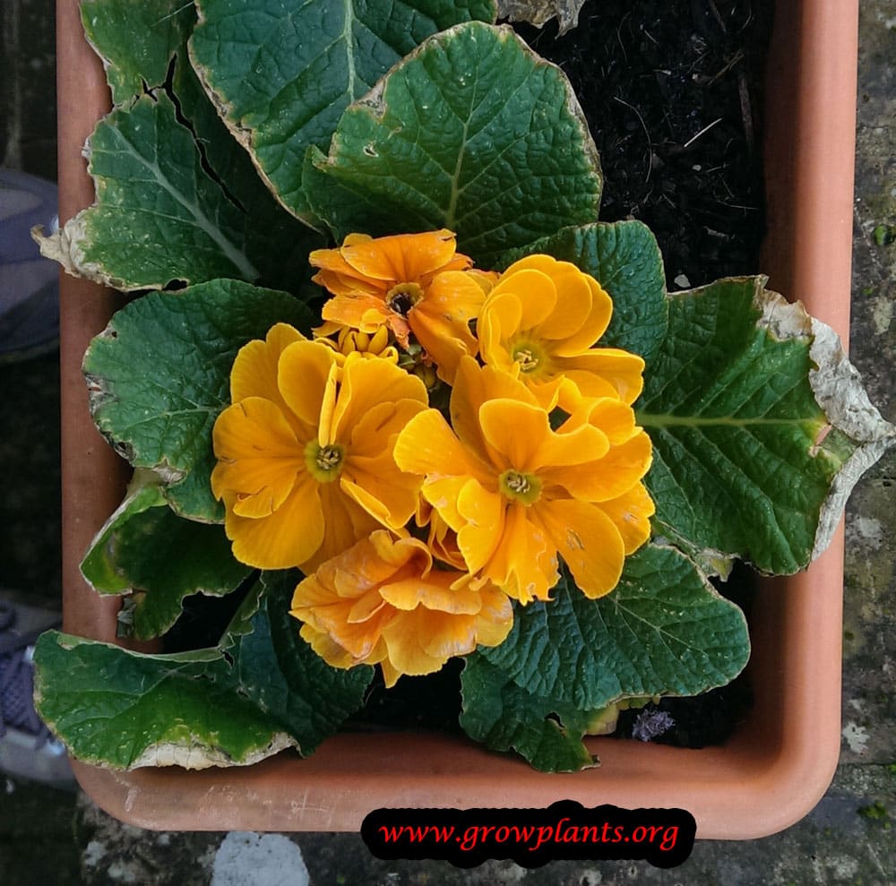 Primula hortensis How to grow & care