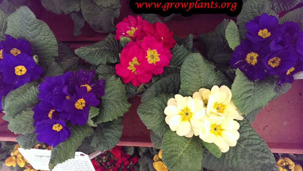 Primula obconica