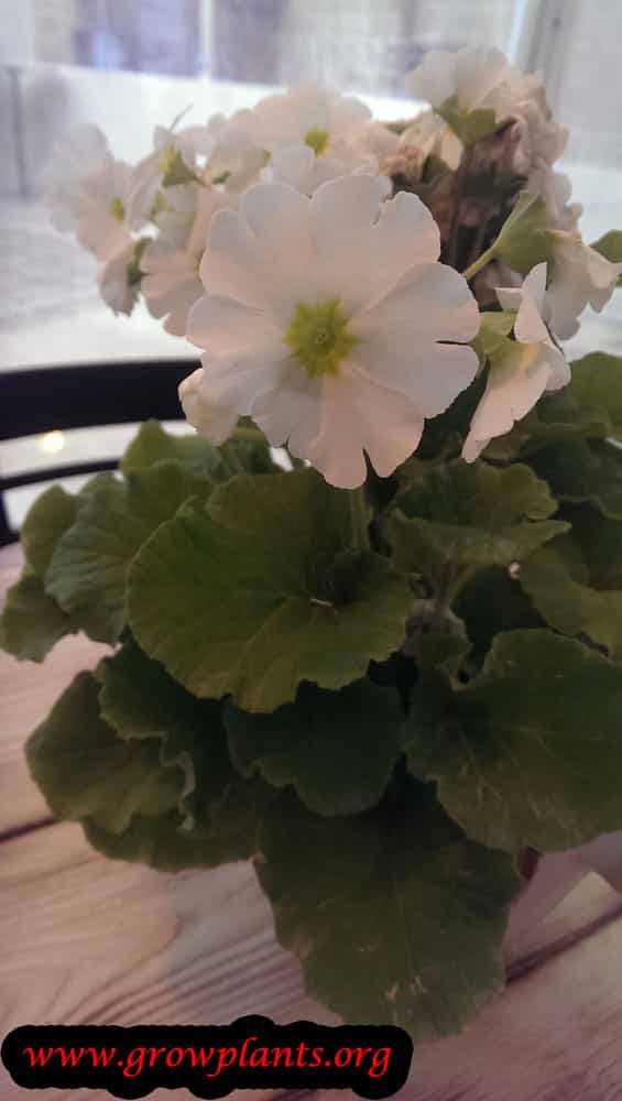 Growing Primula obconica