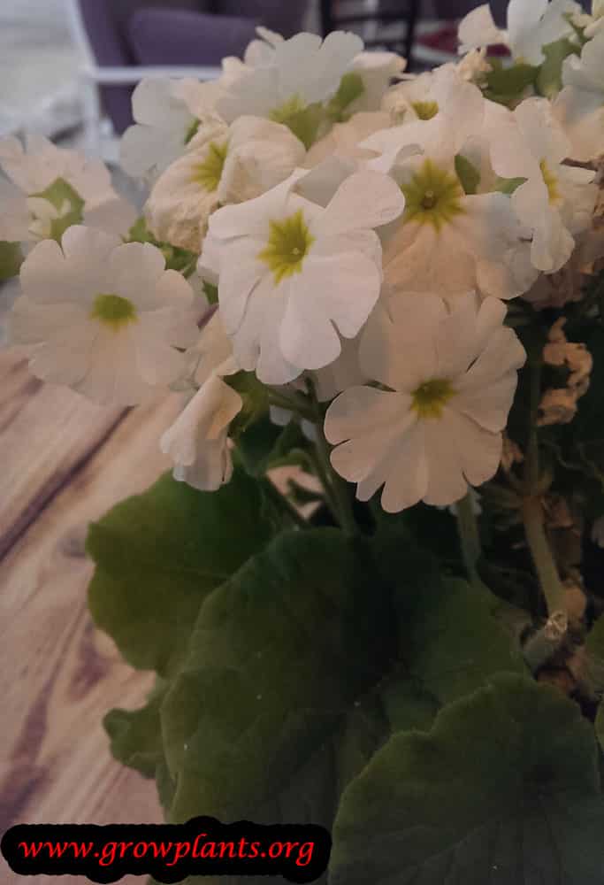 Primula obconica plant care