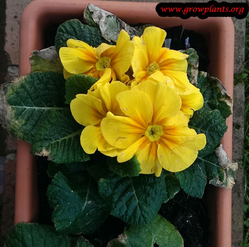 Primula vulgaris How to grow plants