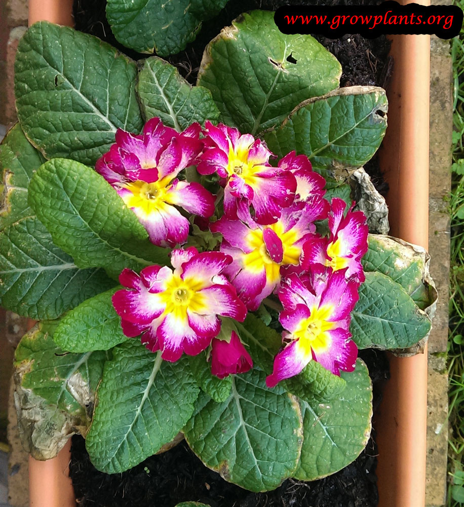 Primula vulgaris How to grow plants