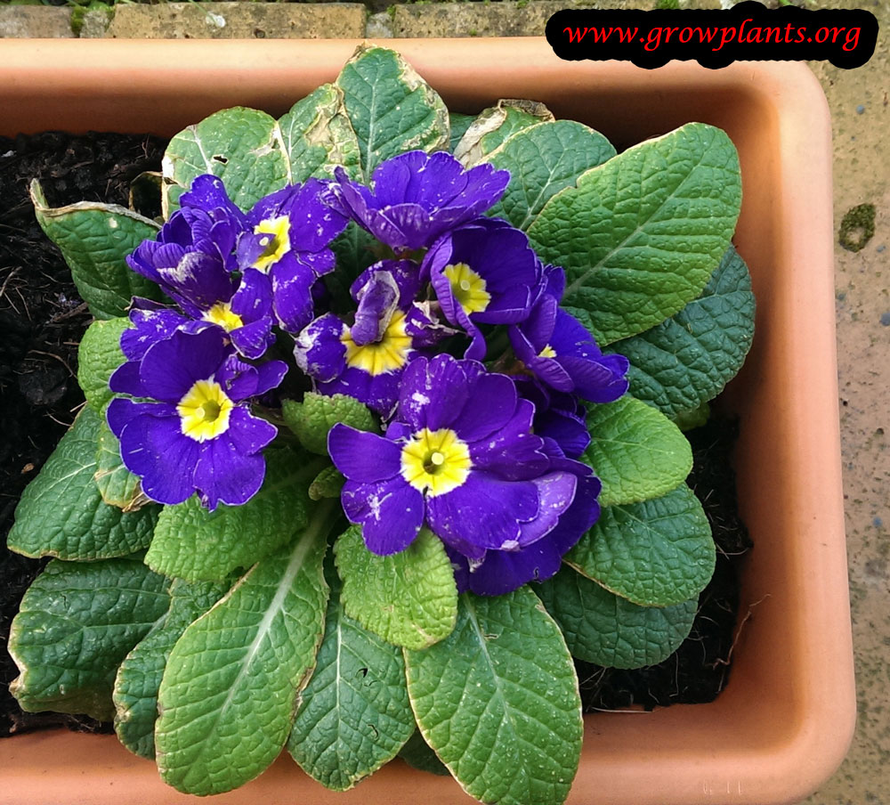 Primula vulgaris How to grow plants