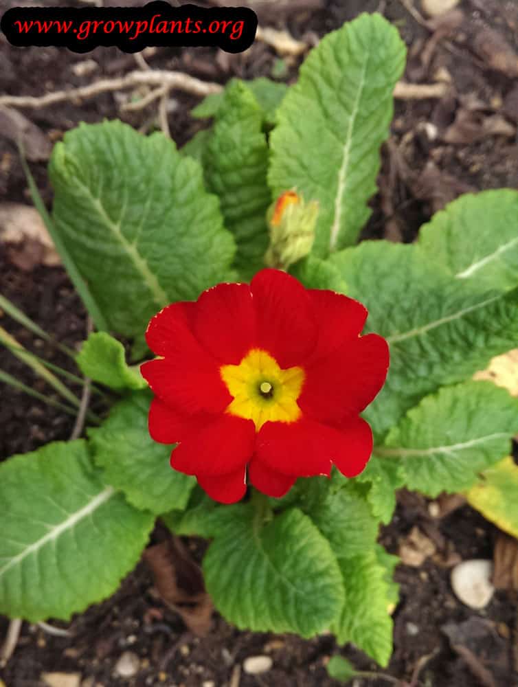 Primula vulgaris How to grow plants
