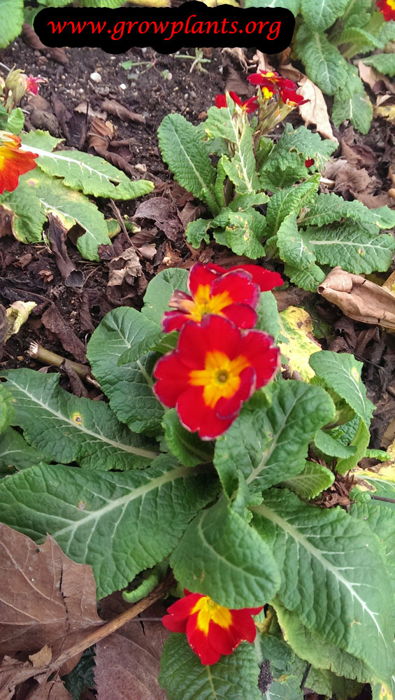 Primula vulgaris How to grow plants