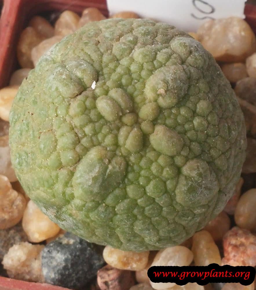 Pseudolithos eylensis