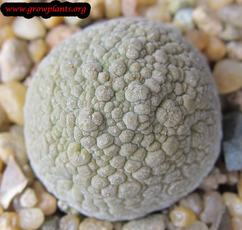 Pseudolithos migiurtinus