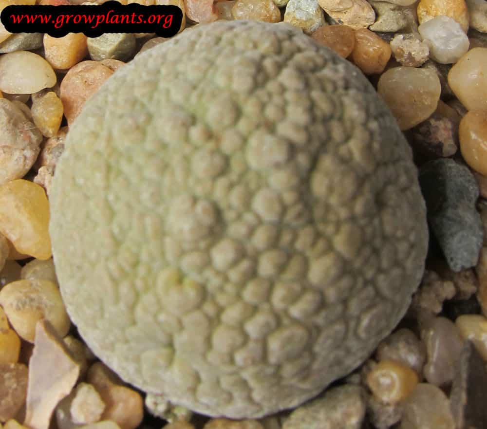 Growing Pseudolithos migiurtinus