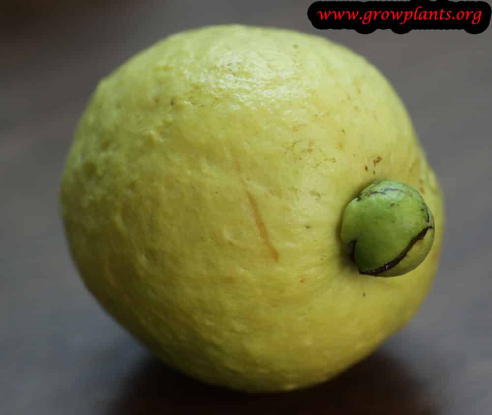 Psidium friedrichsthalianum fruit harvest