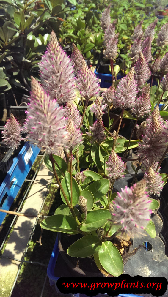 Ptilotus joey