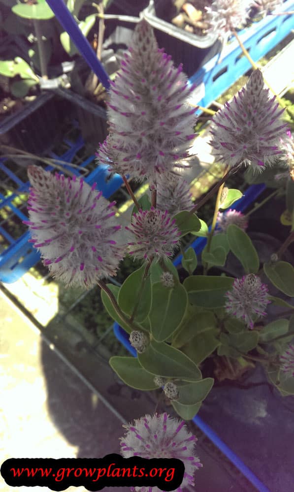 Growing Ptilotus joey