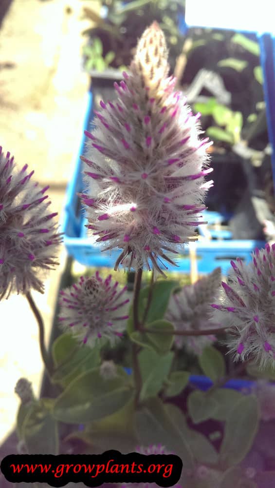 Ptilotus joey plant care