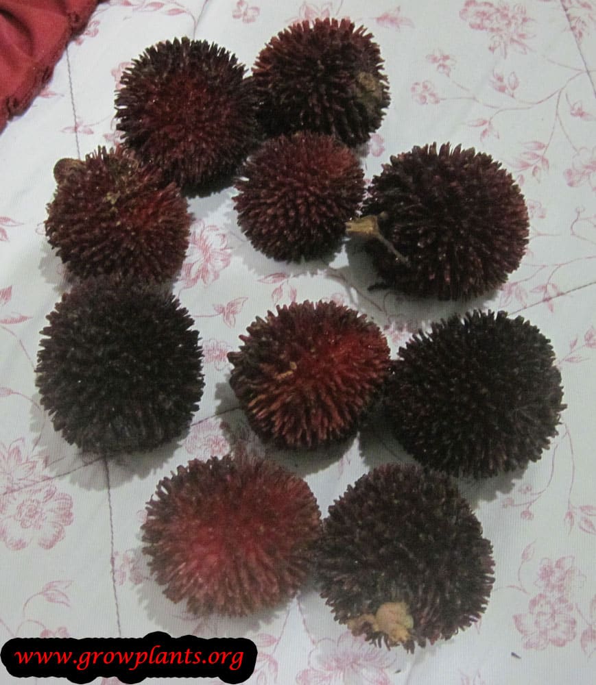 Pulasan fruits