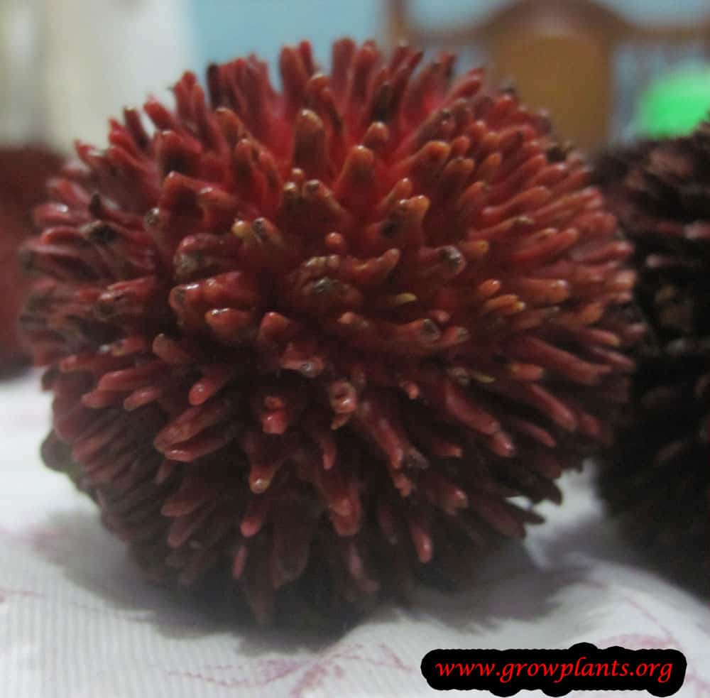 harvest Pulasan fruits