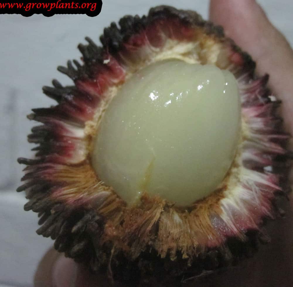 Growing Pulasan tree