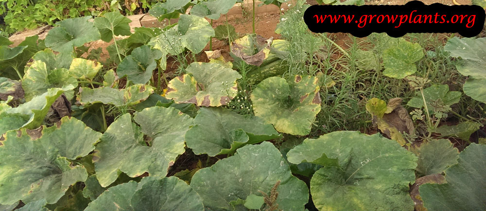 Growing Pumpkin plant