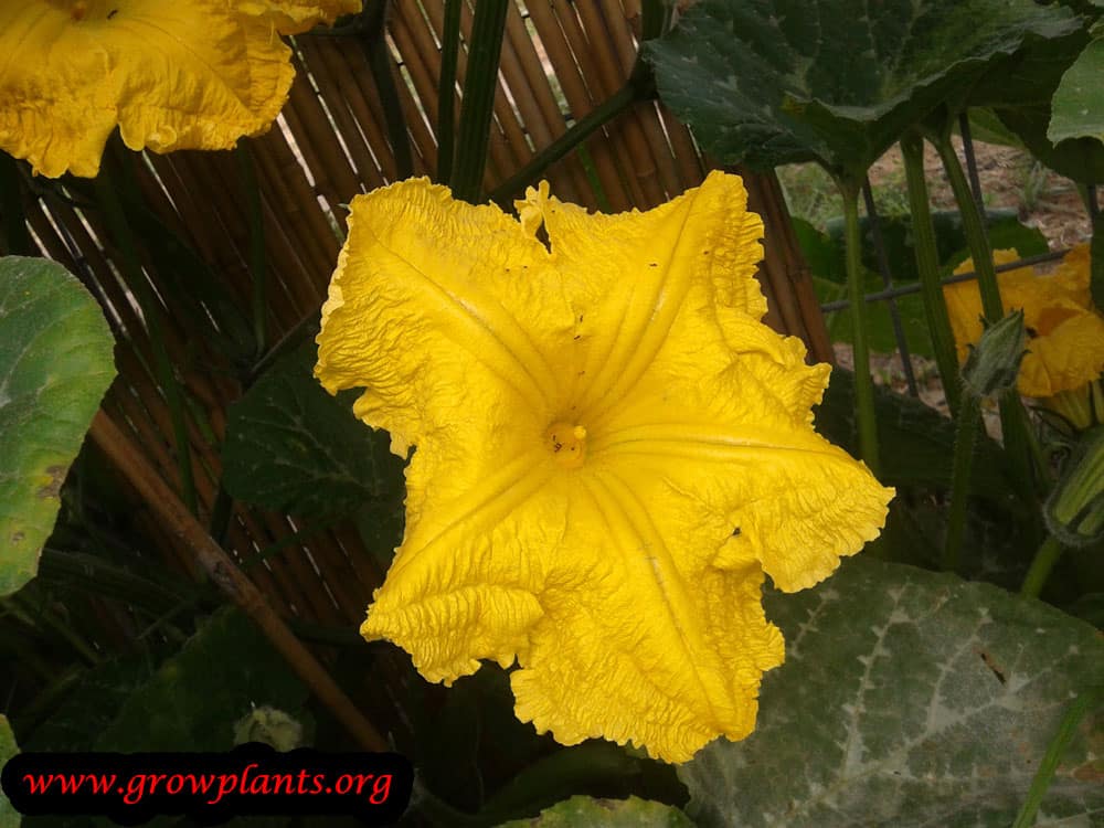 Pumpkin plant flower