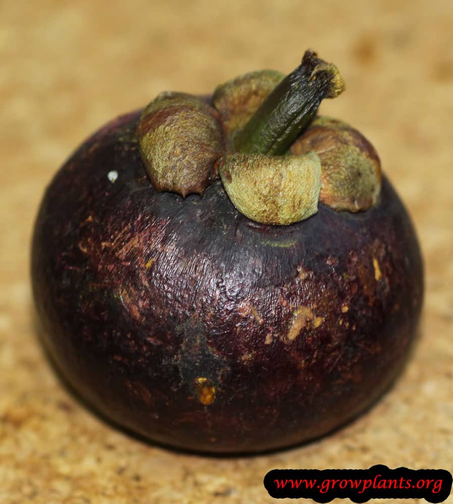 Purple mangosteen tree