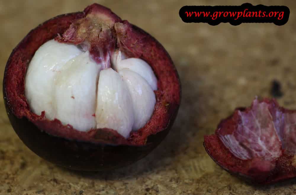 Harvest Purple mangosteen tree