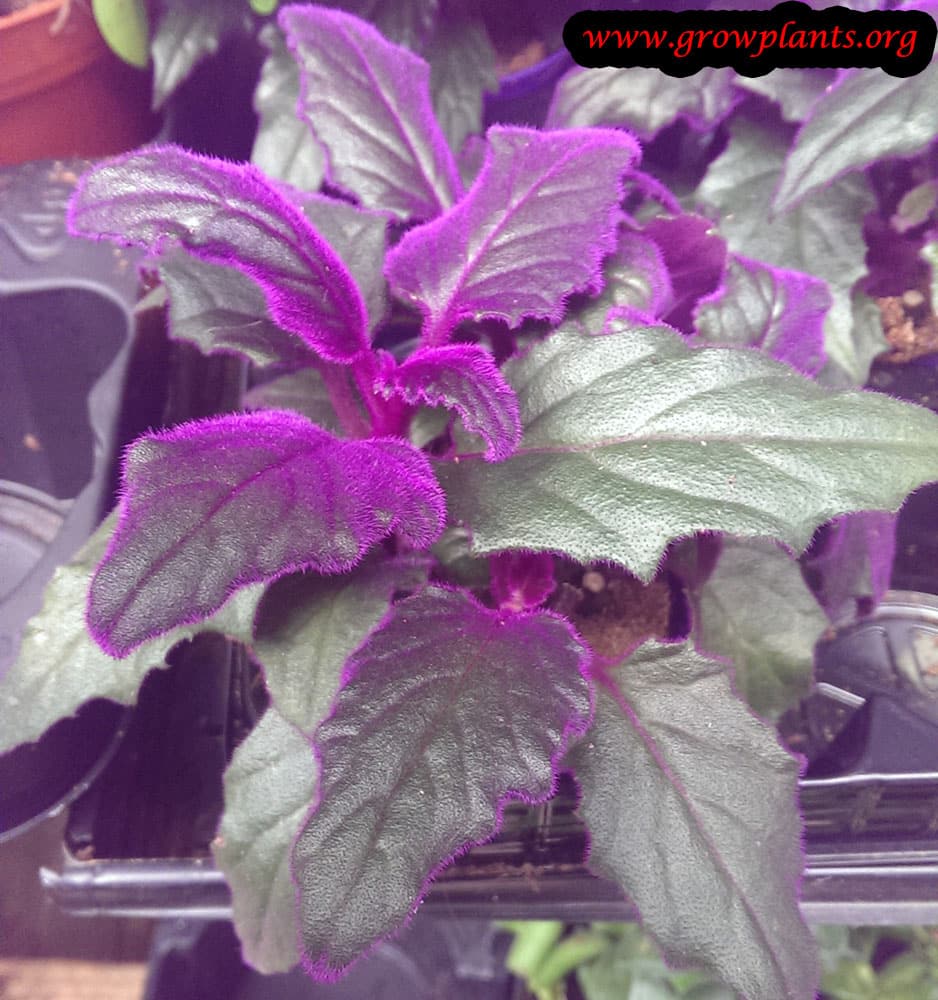 Purple passion plant How to grow & care