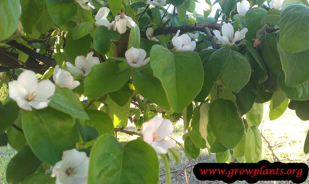 Quince tree How to grow & care