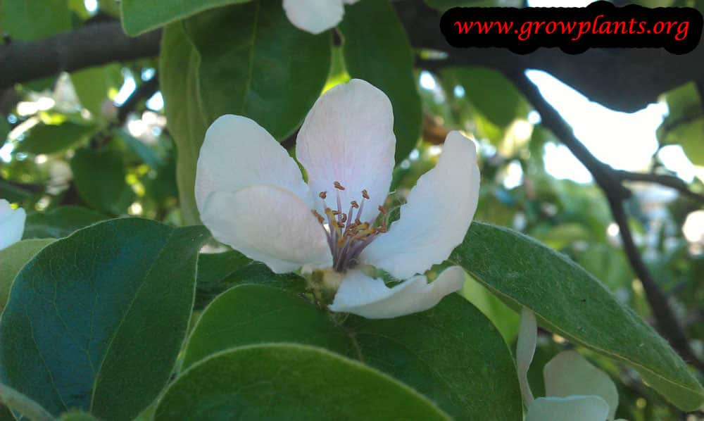 Quince tree How to grow & care