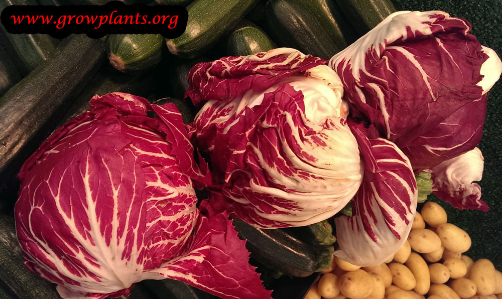 Radicchio plant