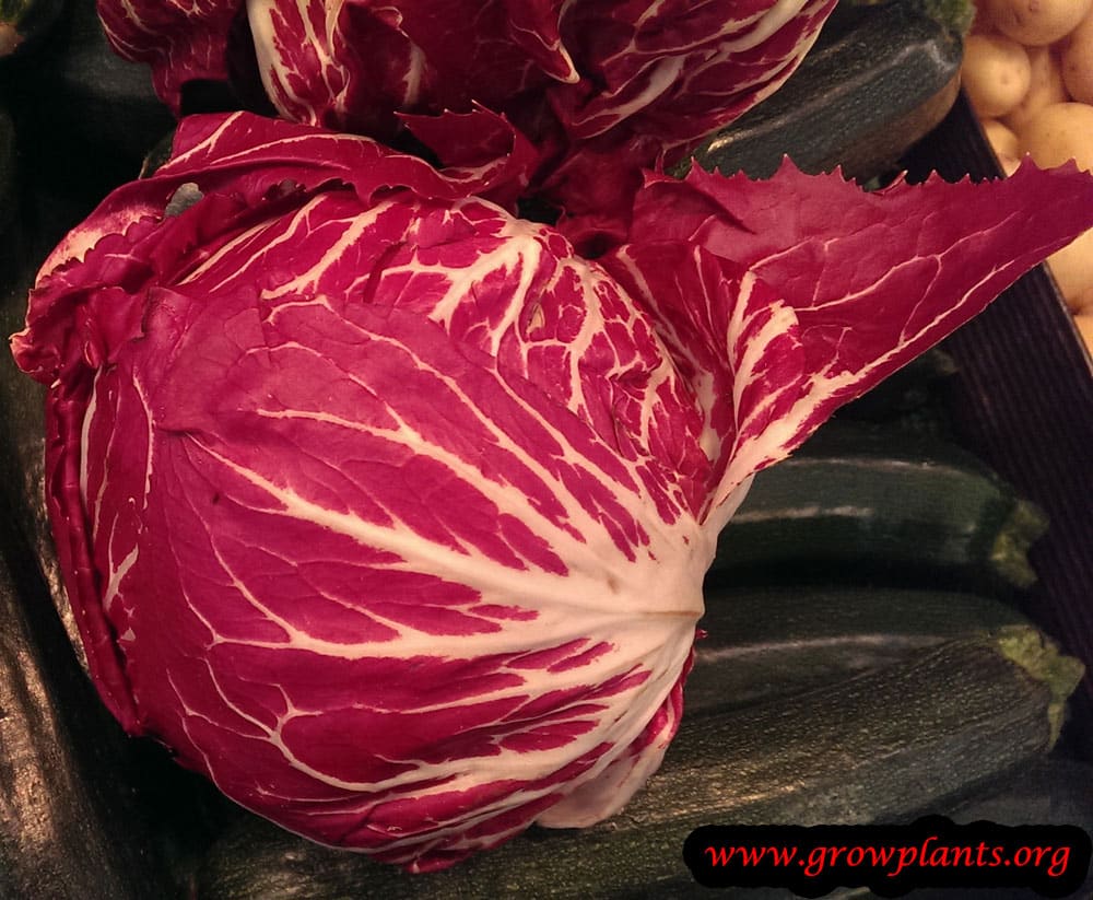 Harvest Radicchio plant