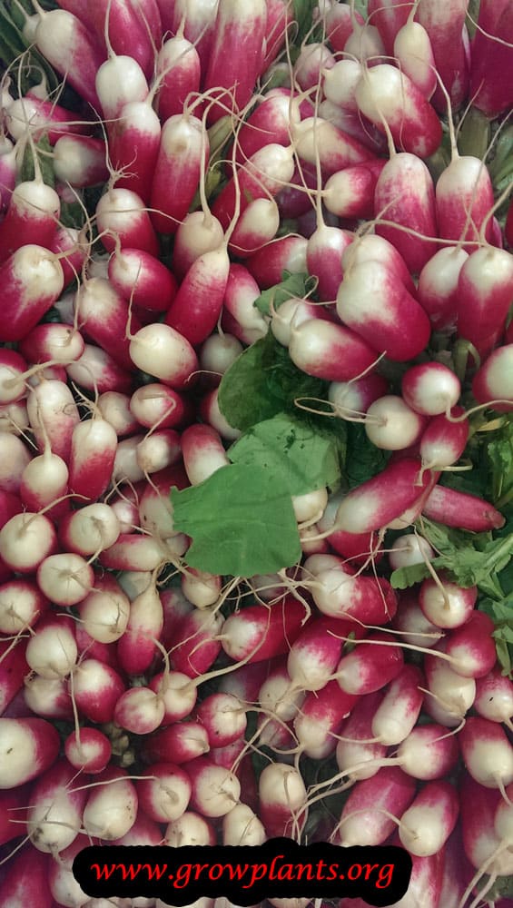 Radish plant How to grow & care